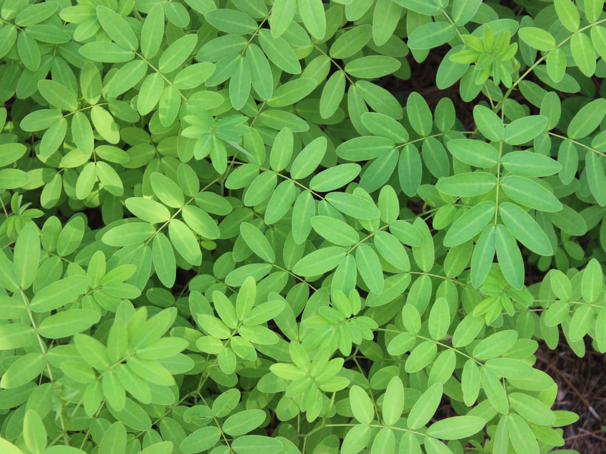 Manfaat Daun Senna untuk Kesehatan Saluran Pencernaan