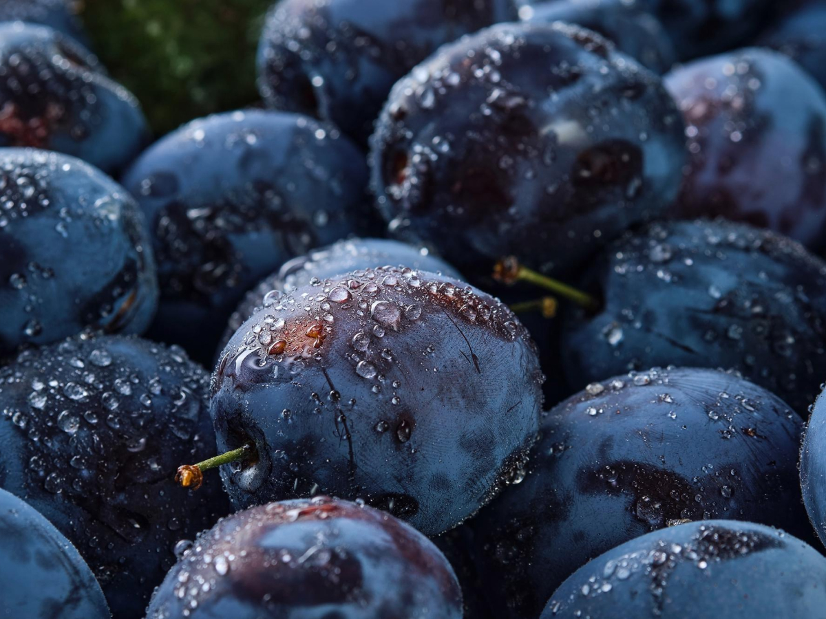 Manfaat Buah Plum untuk Kesehatan dan Pencernaan