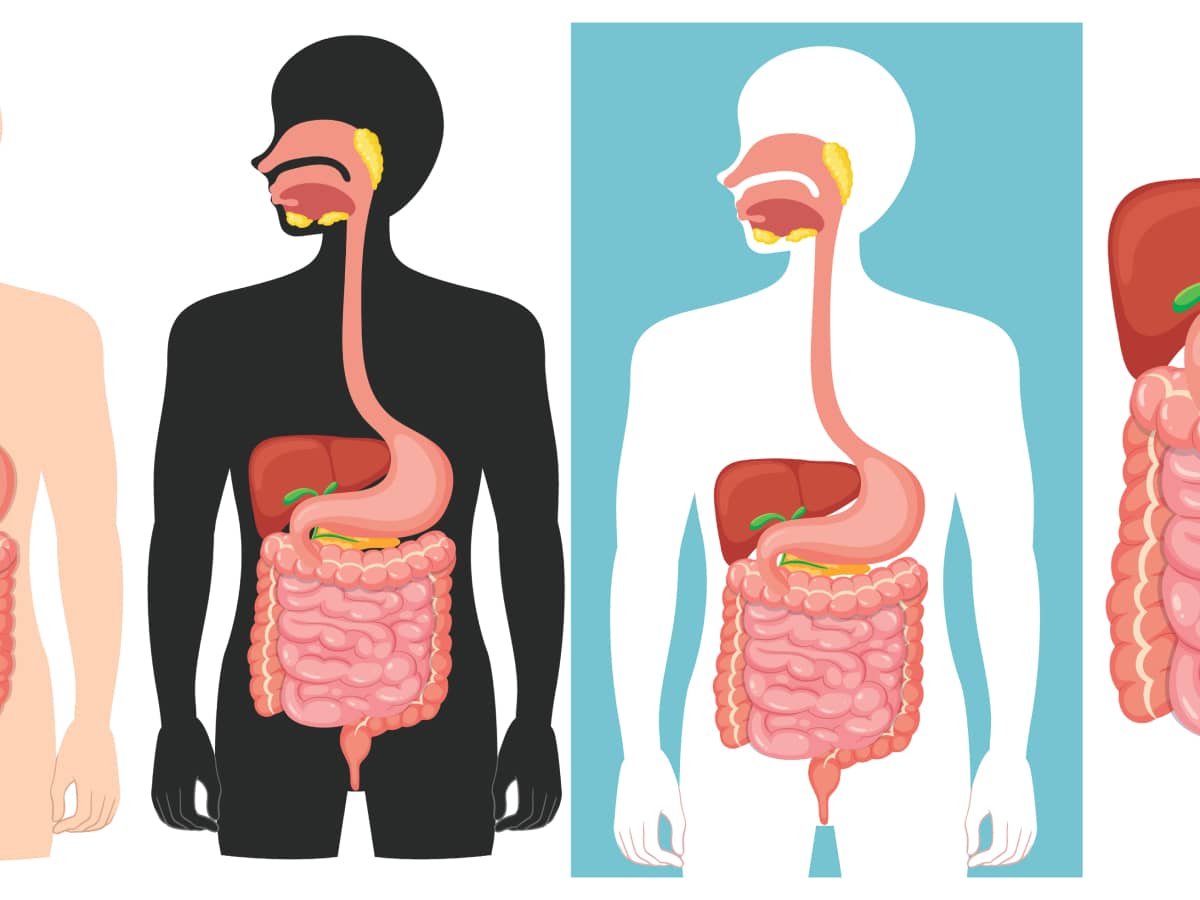 Tahapan Proses Pencernaan Makanan di Dalam Tubuh