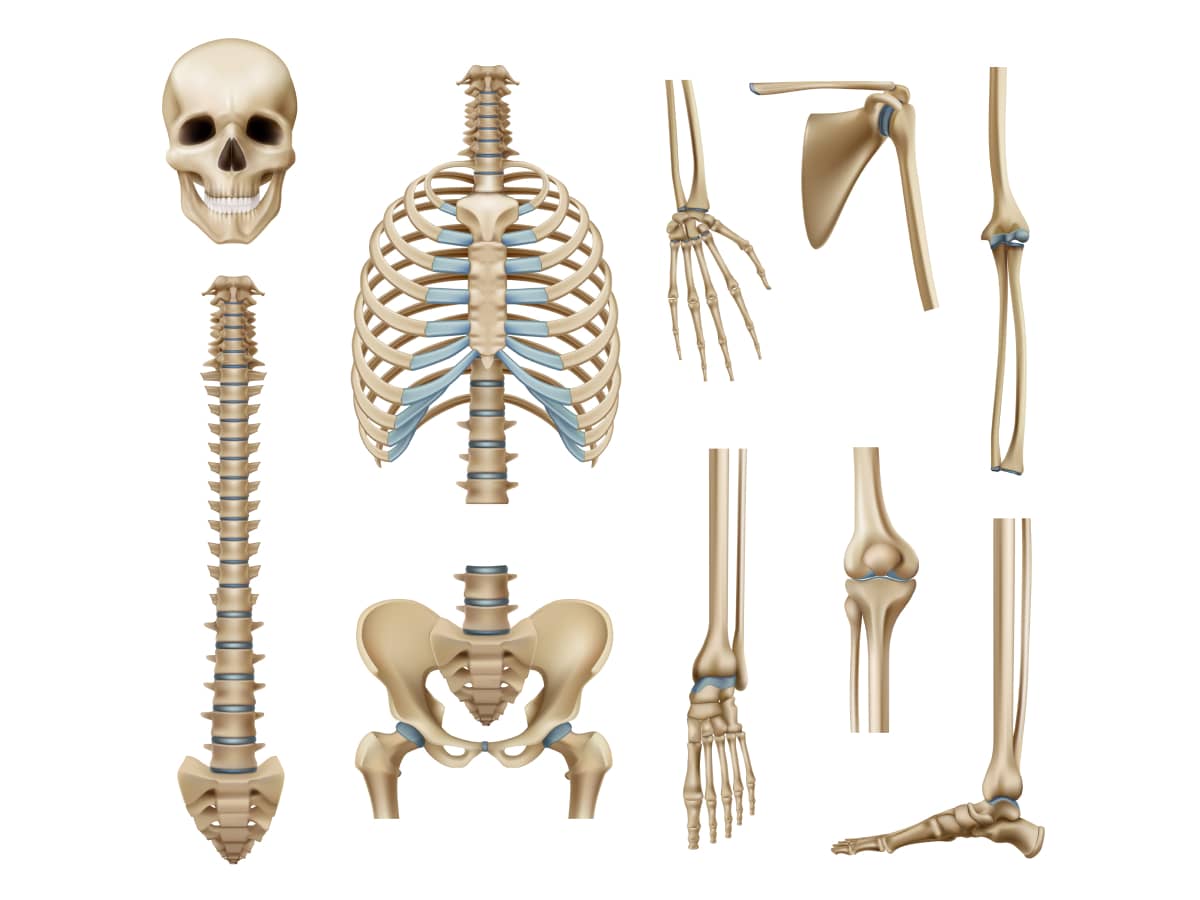 Jenis Tulang dalam Sistem Rangka Manusia