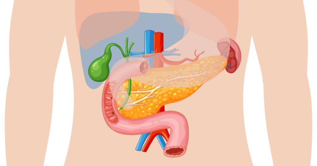 proses pencernaan makanan